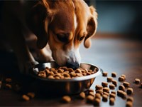 6 cousas sobre a nutrición en cans con problemas renais