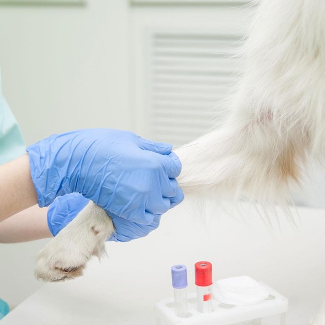 Clínica veterinaria con laboratorio en Ames