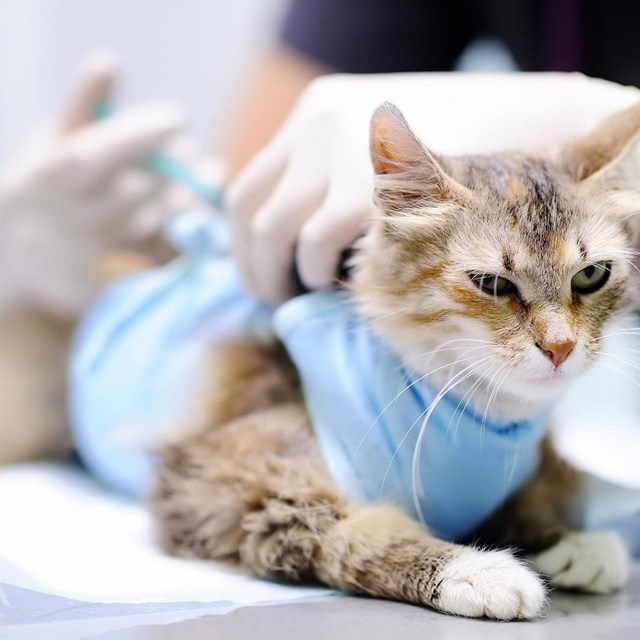 Expertos en cirugía veterinaria y anestesia