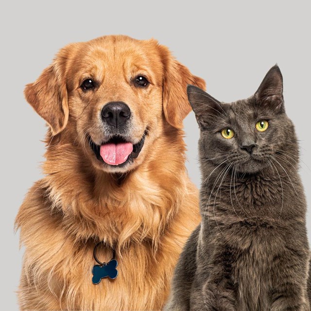 A túa clínica veterinaria en Ames