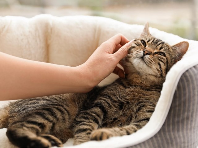 Cales son as enfermidades máis comúns nos gatos na primaveira e como previlas? 