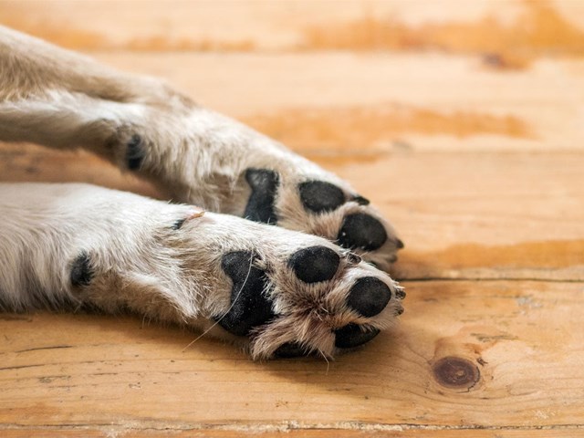 Como coidar as almofadiñas da túa mascota en días de calor?