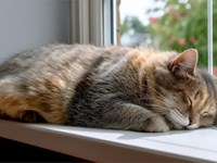 3 razones por las que es importante prevenir la obesidad en nuestras mascotas