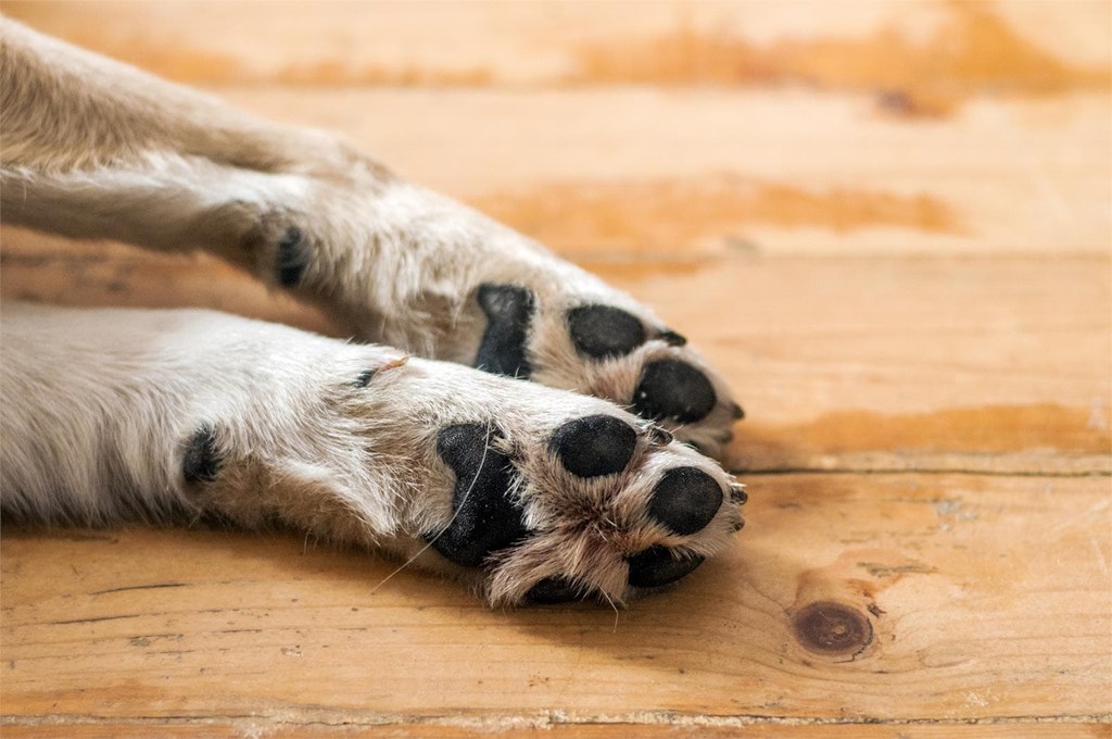 ¿Cómo cuidar las almohadillas de tu mascota en días de calor?