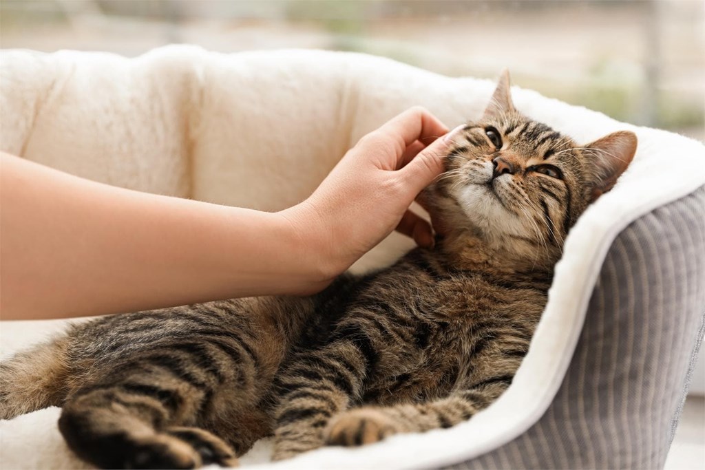 ¿Cuáles son las enfermedades más comunes en los gatos durante la primavera y cómo prevenirlas?