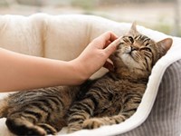 ¿Cuáles son las enfermedades más comunes en los gatos durante la primavera y cómo prevenirlas?