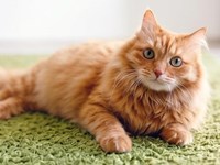 Mitos y verdades sobre los gatos y su necesidad de espacio al aire libre.