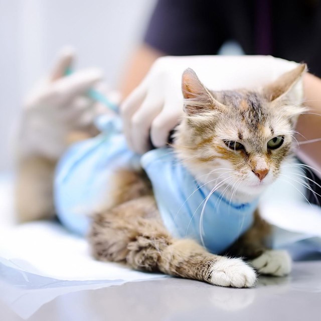 Expertos en cirurxía veterinaria e anestesia