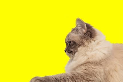 A túa clínica veterinaria en Ames