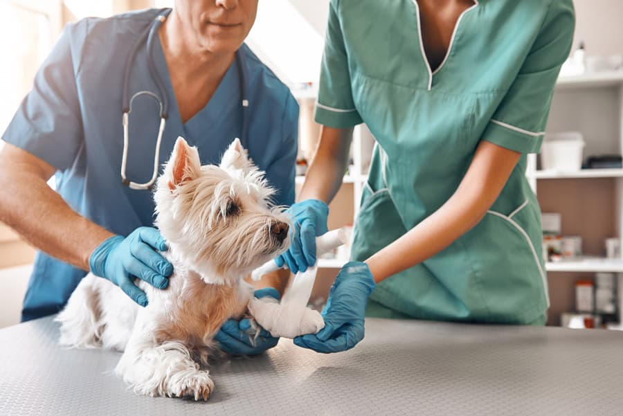 Imos máis alá do coidado animal, brindándoche os produtos que necesitas