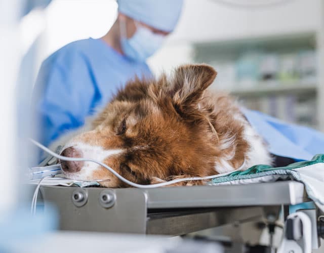 Cirurxía e anestesia