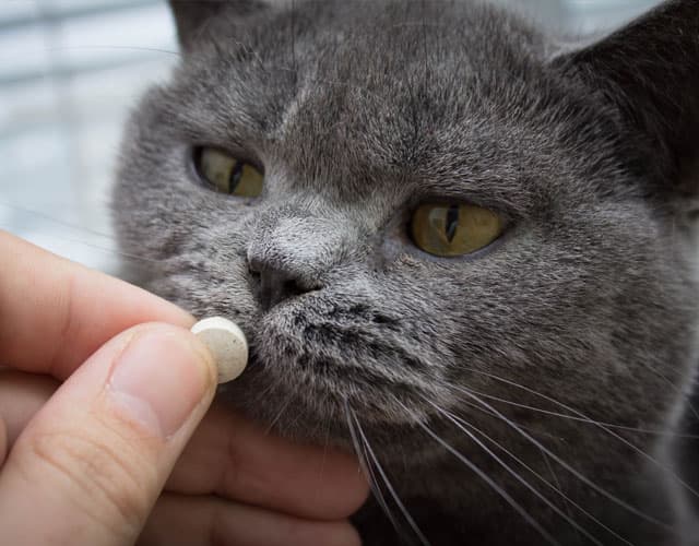 Medicina preventiva e interna