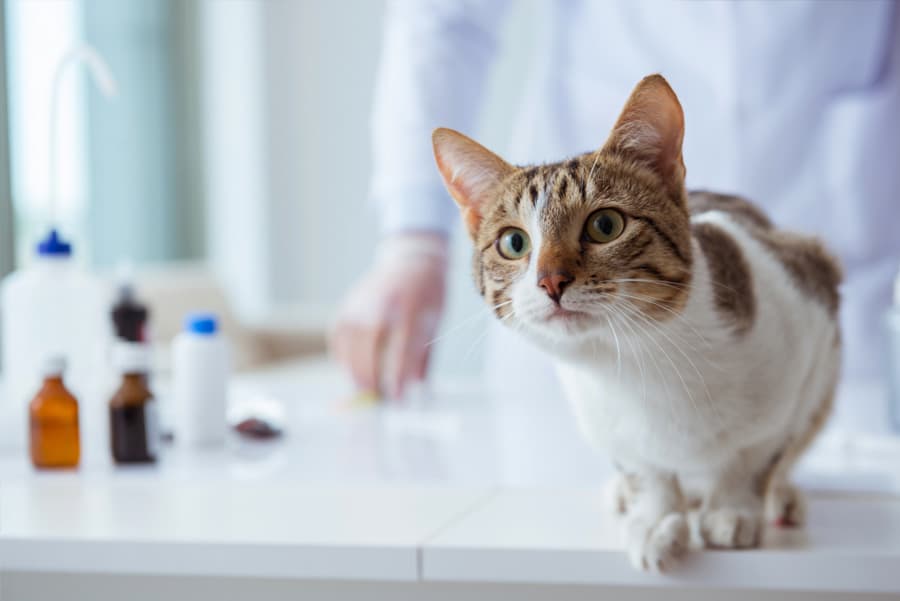 Na nosa clínica veterinaria temos todo o que necesita a túa mascota