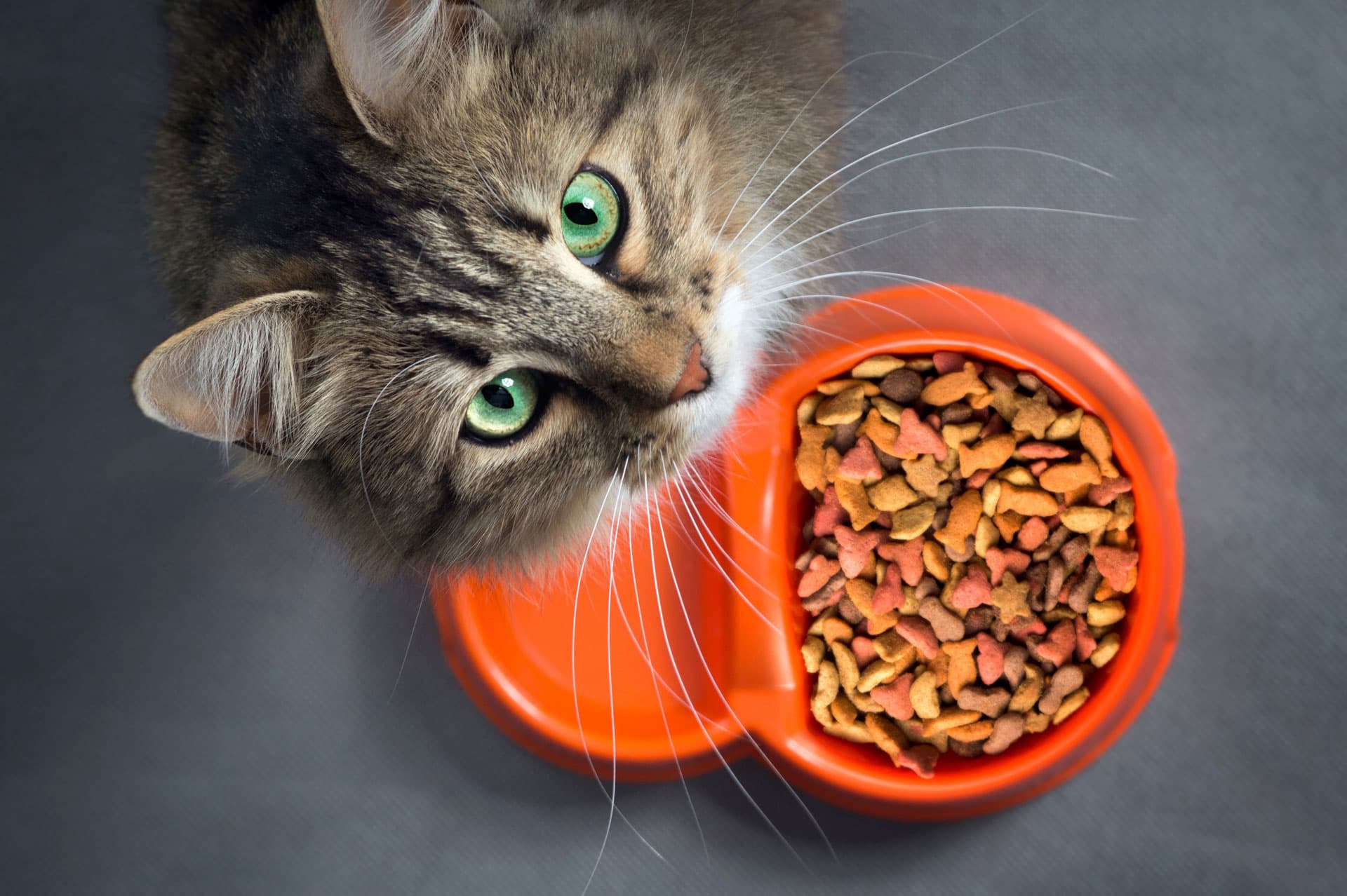 Dietética animal 