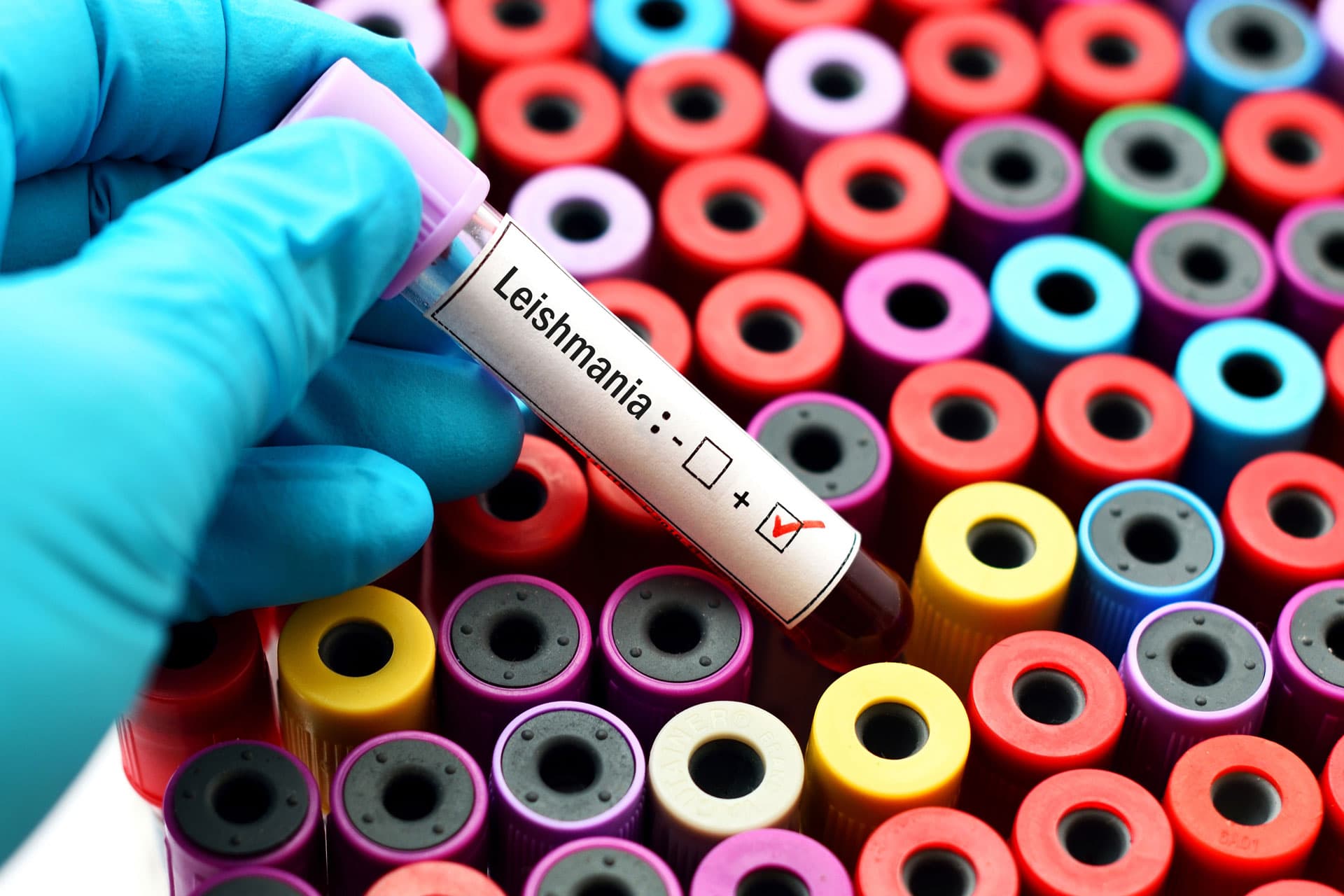 Laboratorio