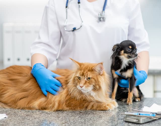 Servizos veterinarios de O Papafigos