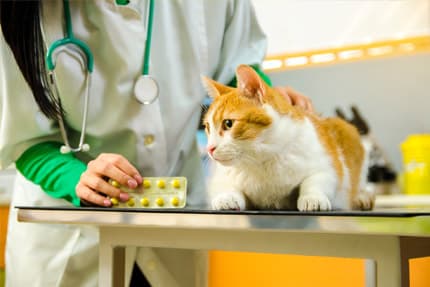Servizos veterinarios de O Papafigos
