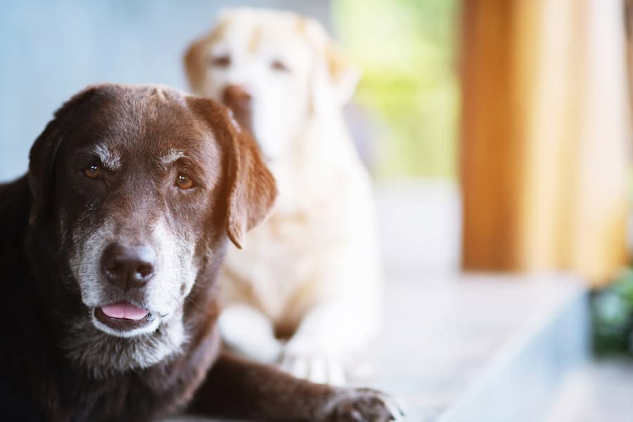 Todo o que necesita a túa mascota
