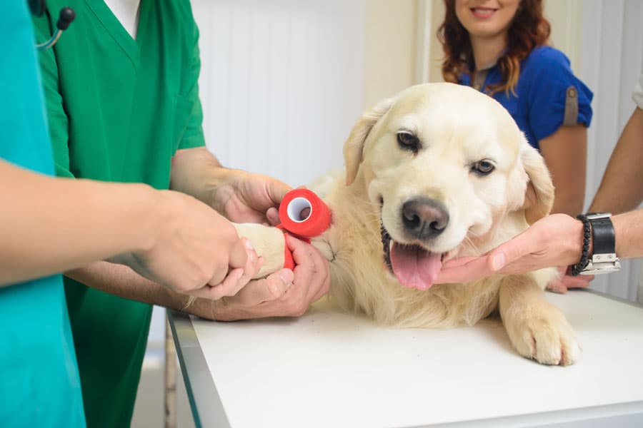 Traumatoloxia veterinaria en Ames