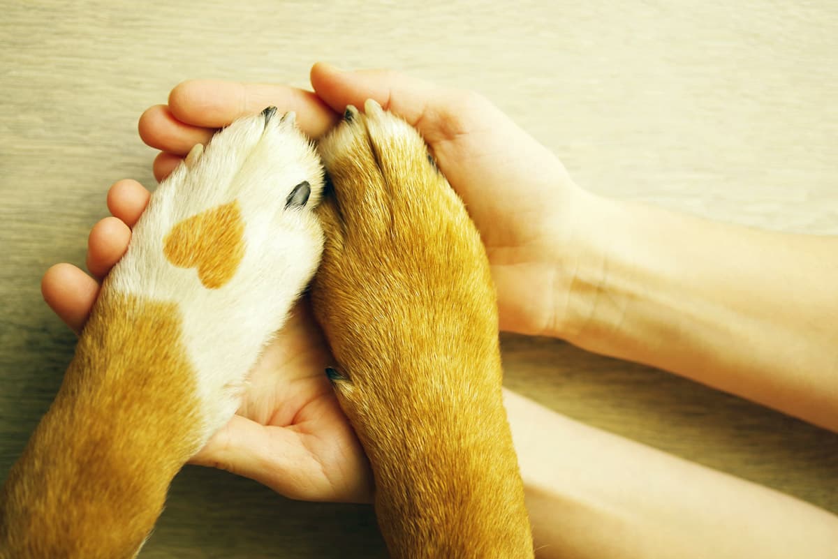 Velamos pola saúde das túas mascotas