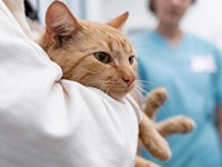 Por que elixir a esterilización por laparoscopia en gatas?